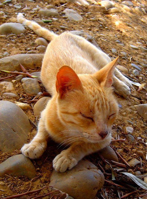 Ruda kotka w Maroko. Rabat