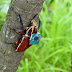 Robot Kumbang Yang Dapat Terbang