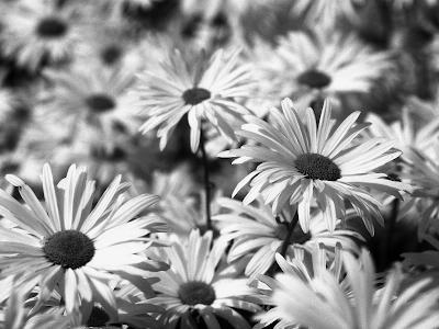 [Black-and-White-daisies.png]