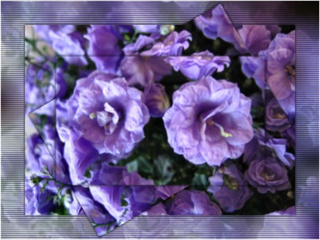 campanula