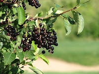 Wild Choke Cherries at Dakota Dunes Golf Course