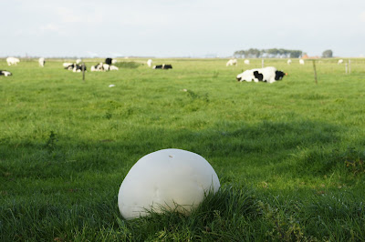 Calvatia Gigantea