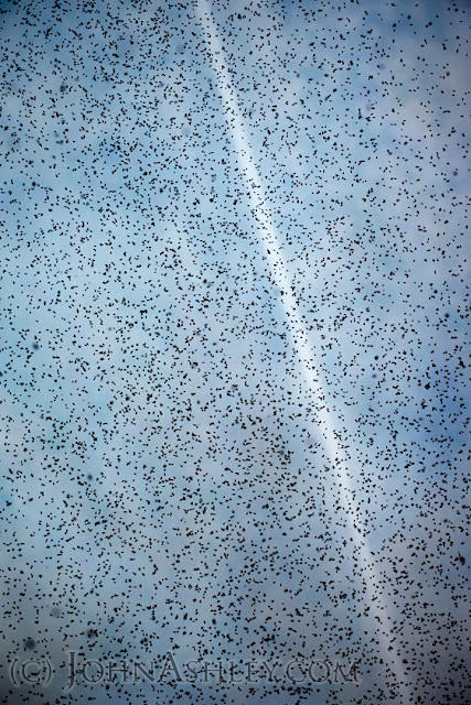 Ant swarm (c) John Ashley