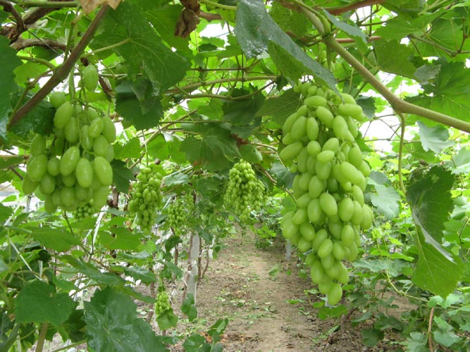 Kebun Eksotik Menyemai Anggur Hijau