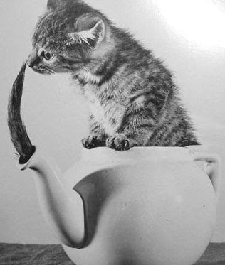 Kitten in a teapot.