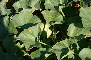 Immature cantaloupe