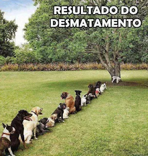 Zoeira-com-cachorros