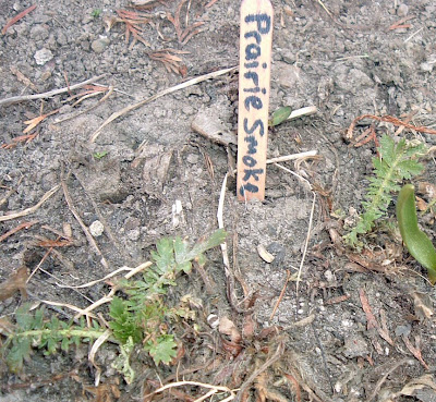 [Photo: Geum triflorum foliage.]