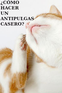 Cómo hacer un antipulgas casero para gatos: Tu mejor aliado en la lucha contra los parásitos