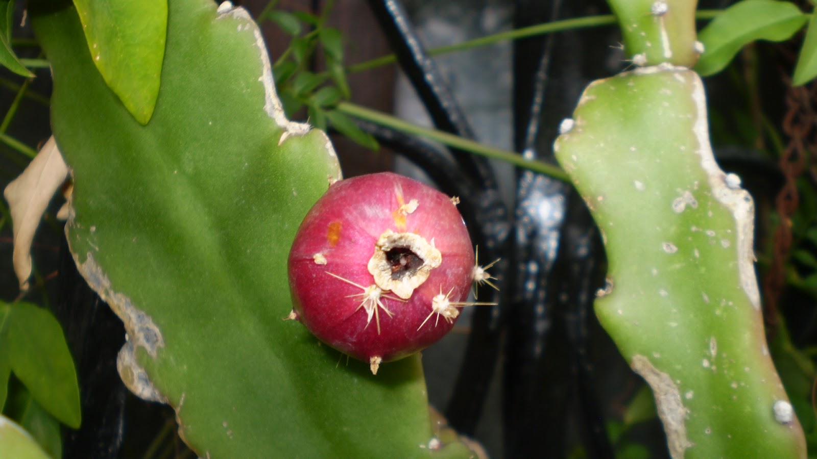 El Jardinero Urbano Epiphyllum Hybrid Cactus Orquidea Pluma De