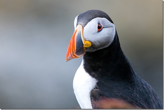 better-bird-photography-3