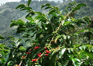 ARABICA COFFEE BEANS