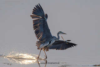 Wildlifefotografie Graureiher Lippeaue Olaf Kerber