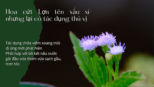 Hoa cưt lợn