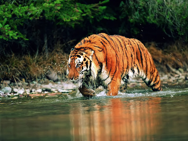 Best Tiger HD Wallpaper Free