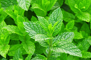 Manfaat Tanaman Obat Daun Mint untuk Kesehatan Tubuh