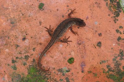 Gewoane Salamander - Kleine Watersalamander - Lissotriton vulgaris