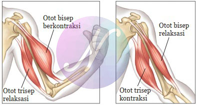 Mekanisme Kerja dari Otot Bisep dan Otot Trisep