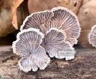 schizophyllum commune