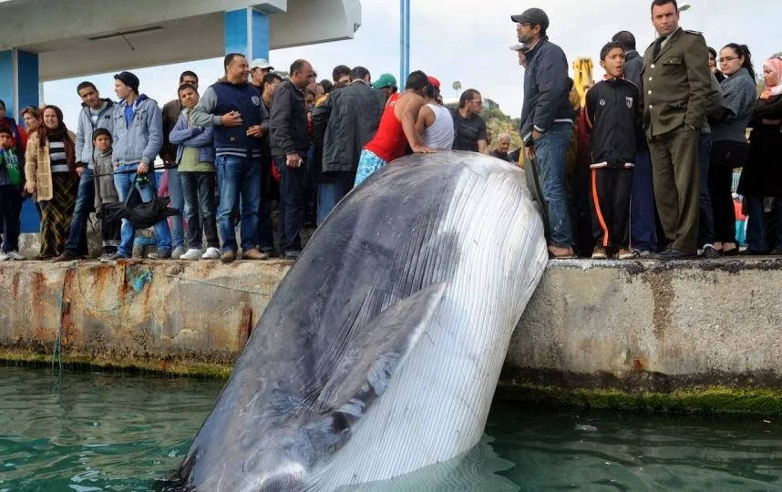 Une baleine pêchée au large de la Tunisie