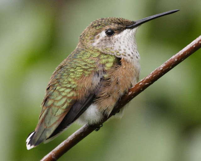 Picture Of Hummingbirds