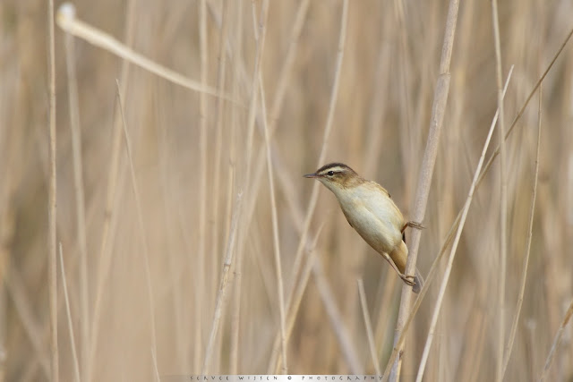 Rietzanger - Sedge Warbler - Acrocephalus schoenobaenus