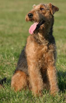 airedale terrier carriage