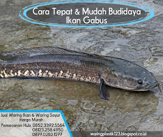 jual waring hitam,jual waring ikan,jual waring ikan bandung,jual waring ikan di bandung,jual waring ikan di jakarta,jual waring ikan jakarta,jual waring ikan makassar,jual waring ikan meteran,jual waring ikan murah,jual waring ikan semarang