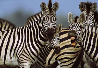 Zebras Mammalia picture 