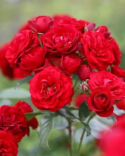 Red ROSE Image free