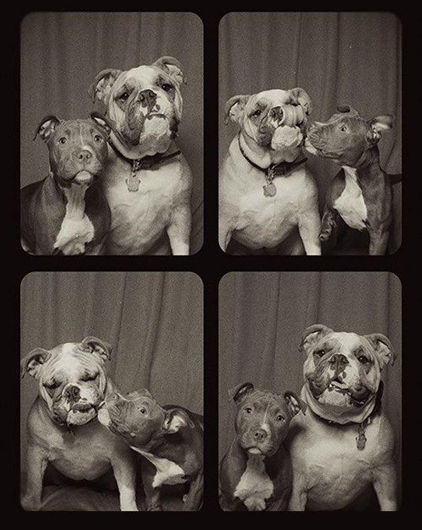 These Dogs In The Photo Booth Are The Sweetest Thing You've Ever Seen