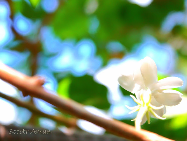 Jasminum sambac