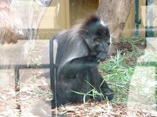 Singe prenant son repas