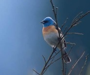 lazuli-bunting2