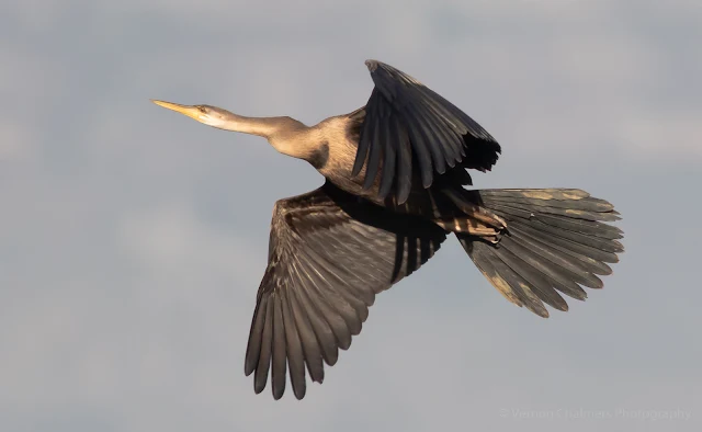 African Darter in Flight Table Bay Nature Reserve Woodbridge Island Vernon Chalmers Photography