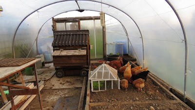 Chickens on the HenSafe Smallholding