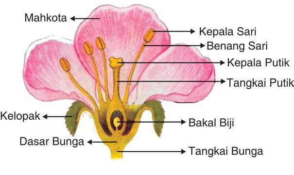 Organ Bunga pada Tumbuhan