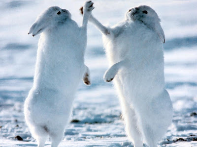 Sketches of two White rabbits fighting Animals wallpapers