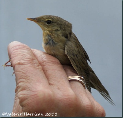 1 grasshopper-warbler-5