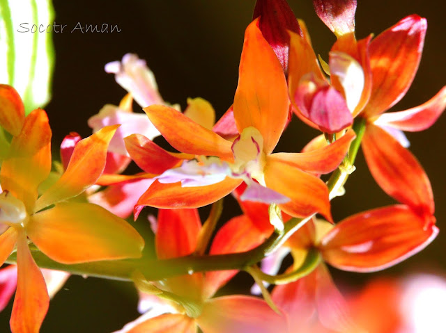 Calanthe discolor