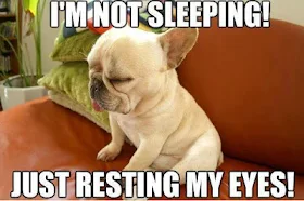 funny pet photos & sayings, dog, cat, funny sayings, funny photos, funny pets, www.petsnmore.org