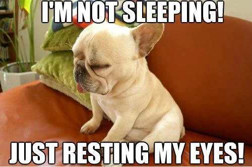 funny pet photos & sayings, dog, cat, funny sayings, funny photos, funny pets, www.petsnmore.org