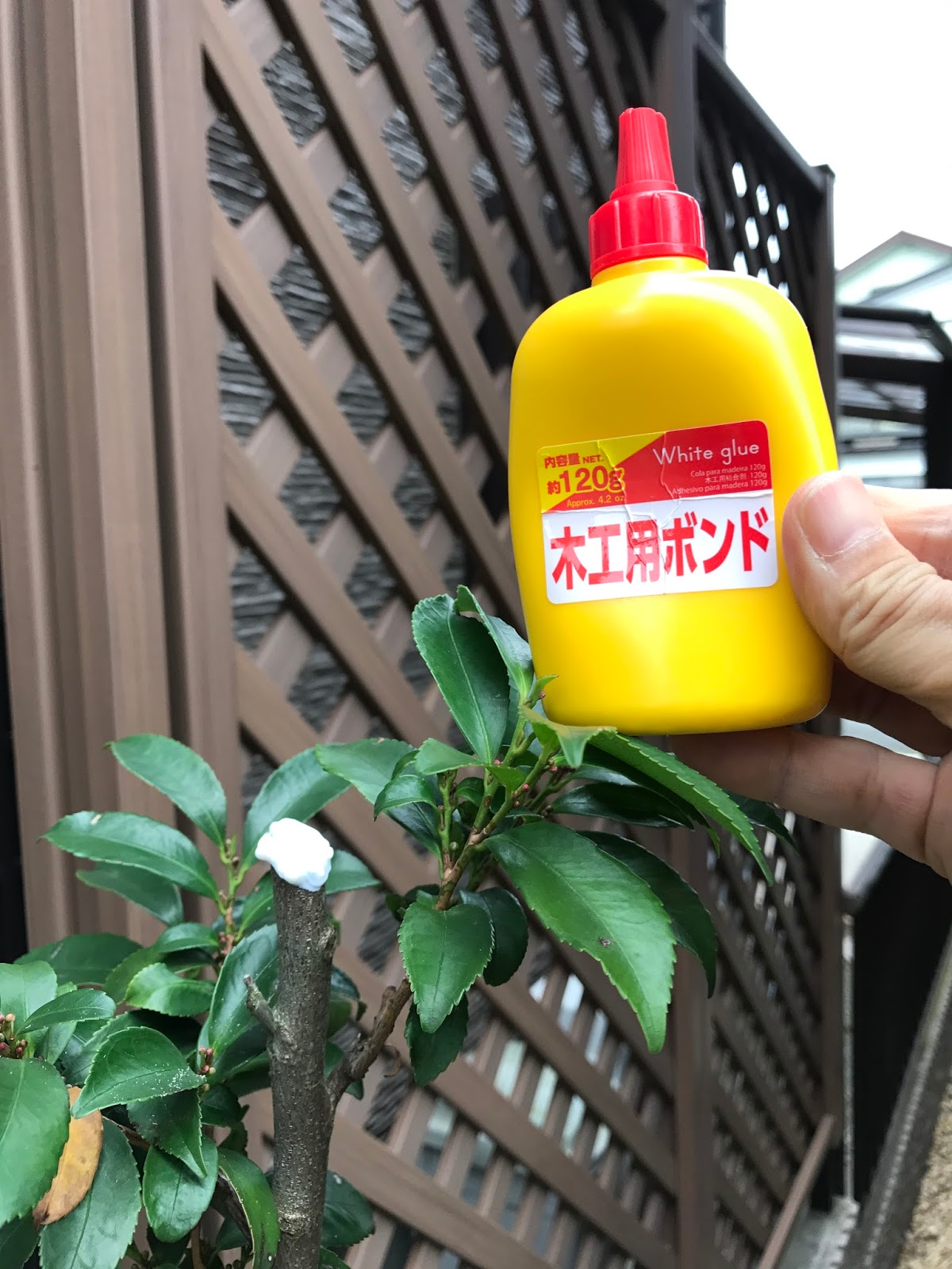 初めての榊の鉢の植え替え