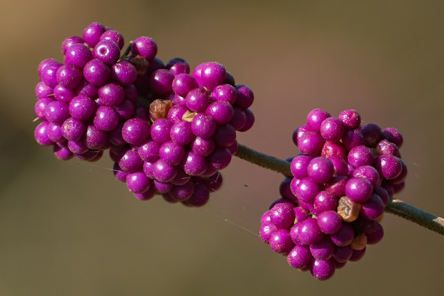 Beautyberries, Lake Bob Sandlin State Park