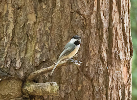 Black-capped Chickadee - Hartwick Pines, Michigan, USA