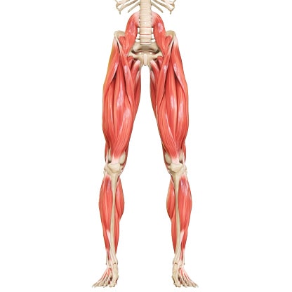What exercises we should do to get V shaped leg muscles?