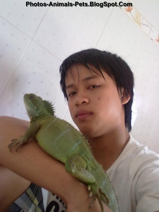 Pet chinese water dragon