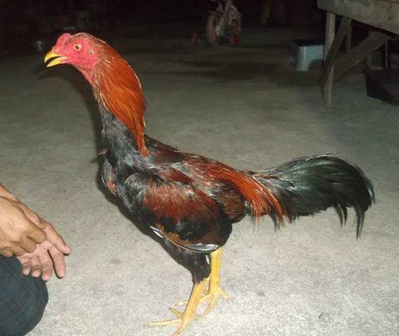 Berapa harga jual ayam  bangkok asli  di thailand Ayam  