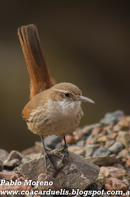 alt="bandurrita pico recto,bandurrita,aves de mendoza"