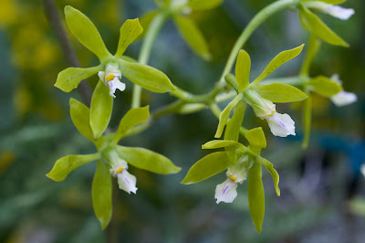 Encyclia chloroleuca - Green and White Encyclia care